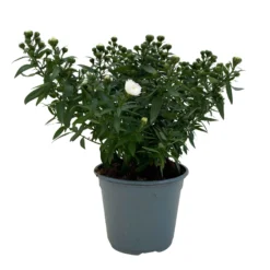 Aster Novi-belgii, Weiss Gefüllt, Topf-Ø 12 Cm, 6er-Set -Zimmer & Garten Verkäufe 0319200001 Aster novi belgii T12 weiss gefuellt 3er Set WS 3 95806