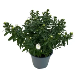 Aster Novi-belgii, Weiss Gefüllt, Topf-Ø 12 Cm, 6er-Set -Zimmer & Garten Verkäufe 0319200001 Aster novi belgii T12 weiss gefuellt 3er Set WS 4 95807