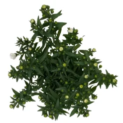 Aster Novi-belgii, Weiss Gefüllt, Topf-Ø 12 Cm, 6er-Set -Zimmer & Garten Verkäufe 0319200001 Aster novi belgii T12 weiss gefuellt 3er Set WS 5 95808