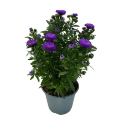 Aster Novi-belgii, Blau Gefüllt, Topf-Ø 12 Cm, 3er-Set -Zimmer & Garten Verkäufe 0319200003 Aster novi belgii T12 blau gefuellt 3er Set WS 4 95813