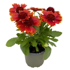 Kokardenblume, Farbe Nach Verfügbarkeit, Topf-Ø 12/13 Cm, 6er-Set -Zimmer & Garten Verkäufe 0319200041 Gaillardia aristata nach Verfuegbarkeit 6er Set 2 111889