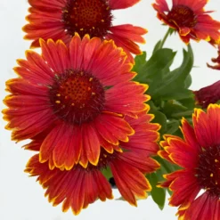 Kokardenblume, Farbe Nach Verfügbarkeit, Topf-Ø 12/13 Cm, 6er-Set -Zimmer & Garten Verkäufe 0319200041 Gaillardia aristata nach Verfuegbarkeit 6er Set 3 111864