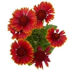 Kokardenblume, Farbe Nach Verfügbarkeit, Topf-Ø 12/13 Cm, 6er-Set -Zimmer & Garten Verkäufe 0319200041 Gaillardia aristata nach Verfuegbarkeit 6er Set 4 111890