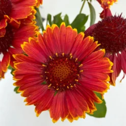 Kokardenblume, Farbe Nach Verfügbarkeit, Topf-Ø 12/13 Cm, 6er-Set -Zimmer & Garten Verkäufe 0319200041 Gaillardia aristata nach Verfuegbarkeit 6er Set 6 111865