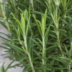 Rosmarin, Ballen-Ø Ca. 7 Cm, 2x 6er-Tray=12 Pflanzen -Zimmer & Garten Verkäufe 0319200055 Rosmarinus officinalis Koelle 6er Pack WS 2 103375