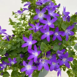 Hängepolster-Glockenblume 'Adansa® Purple' Blau-weiß, Topf-Ø 15 Cm, 3er-Set -Zimmer & Garten Verkäufe 0319200068 Campanula posch Adansa Purple blau weisses Auge 3er Set 8 111165