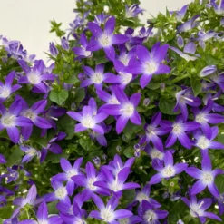 Hängepolster-Glockenblume 'Adansa® Purple' Blau-weiß, Topf-Ø 15 Cm, 3er-Set -Zimmer & Garten Verkäufe 0319200068 campanula poschaskyana adansa purple blau weiss 3 125036