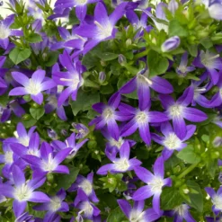 Hängepolster-Glockenblume 'Adansa® Purple' Blau-weiß, Topf-Ø 15 Cm, 3er-Set -Zimmer & Garten Verkäufe 0319200068 campanula poschaskyana adansa purple blau weiss 4 125035