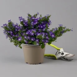 Hängepolster-Glockenblume 'Adansa® Purple' Blau-weiß, Topf-Ø 15 Cm, 3er-Set -Zimmer & Garten Verkäufe 0319200068 campanula poschaskyana adansa purple blau weiss f 126063