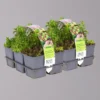 Sedum In Verschiedenen Sorten Im Mix-Set, Topf 7x7 Cm, 2x 6er-Set