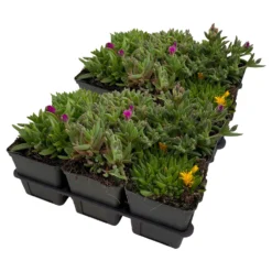 Mittagsblume In Verschiedenen Sorten Im Mix-Set, Topf 7x7 Cm, 2x 6er-Set