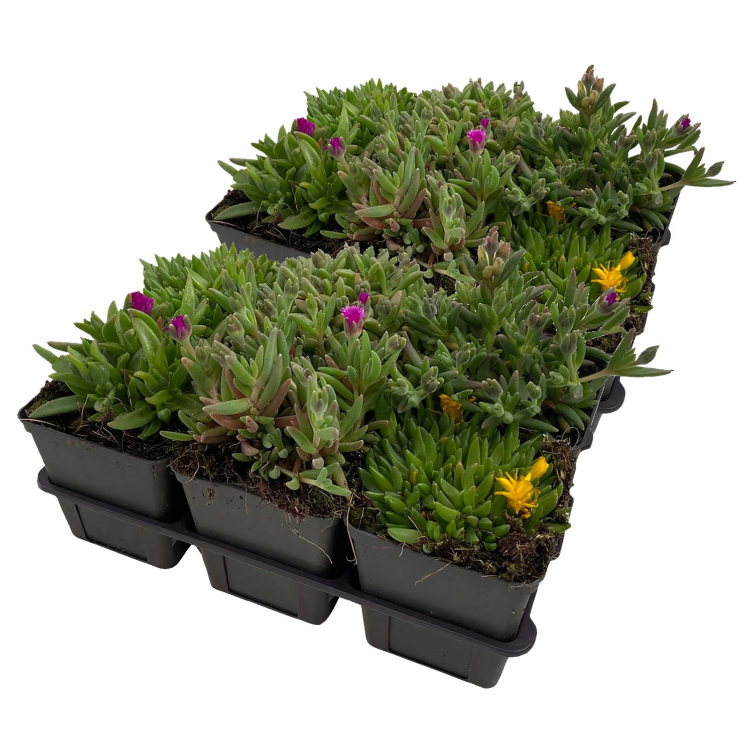 Mittagsblume In Verschiedenen Sorten Im Mix-Set, Topf 7x7 Cm, 2x 6er-Set 1 Mittagsblume In Verschiedenen Sorten Im Mix-Set, Topf 7x7 Cm, 2x 6er-Set