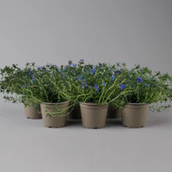 Steinsame Blau, Topf-Ø 12 Cm, 6er-Set