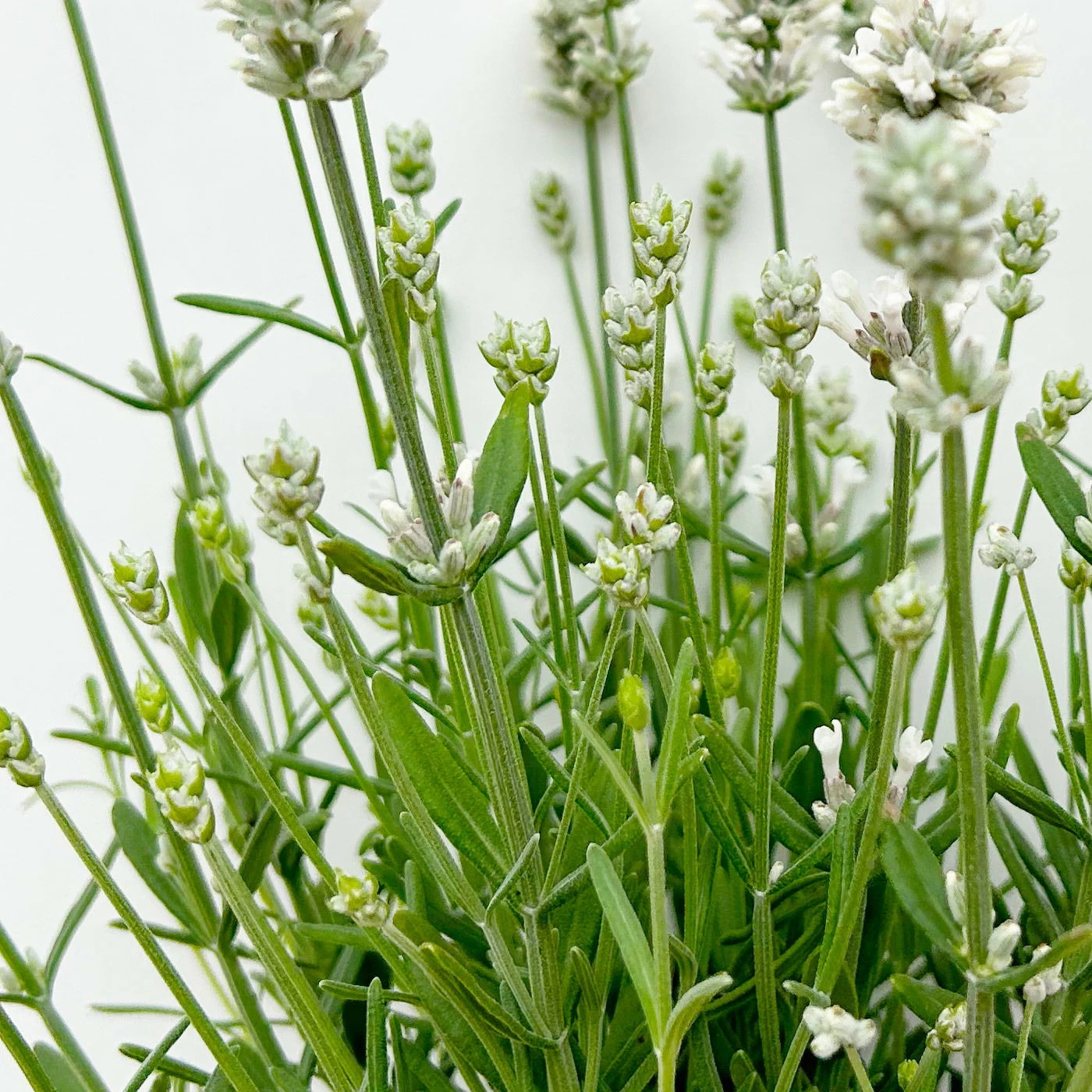 Lavendel 'Alba' Weiß, Topf-Ø 13 Cm, 3er-Set 8 Lavendel 'Alba' Weiß, Topf-Ø 13 Cm, 3er-Set - Image 8