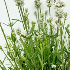 Lavendel 'Alba', Weiß, Topf-Ø 13 Cm, 6er-Set -Zimmer & Garten Verkäufe 0319200131 0319200198 Lavendel weiss T13 3er 6er 4 125975