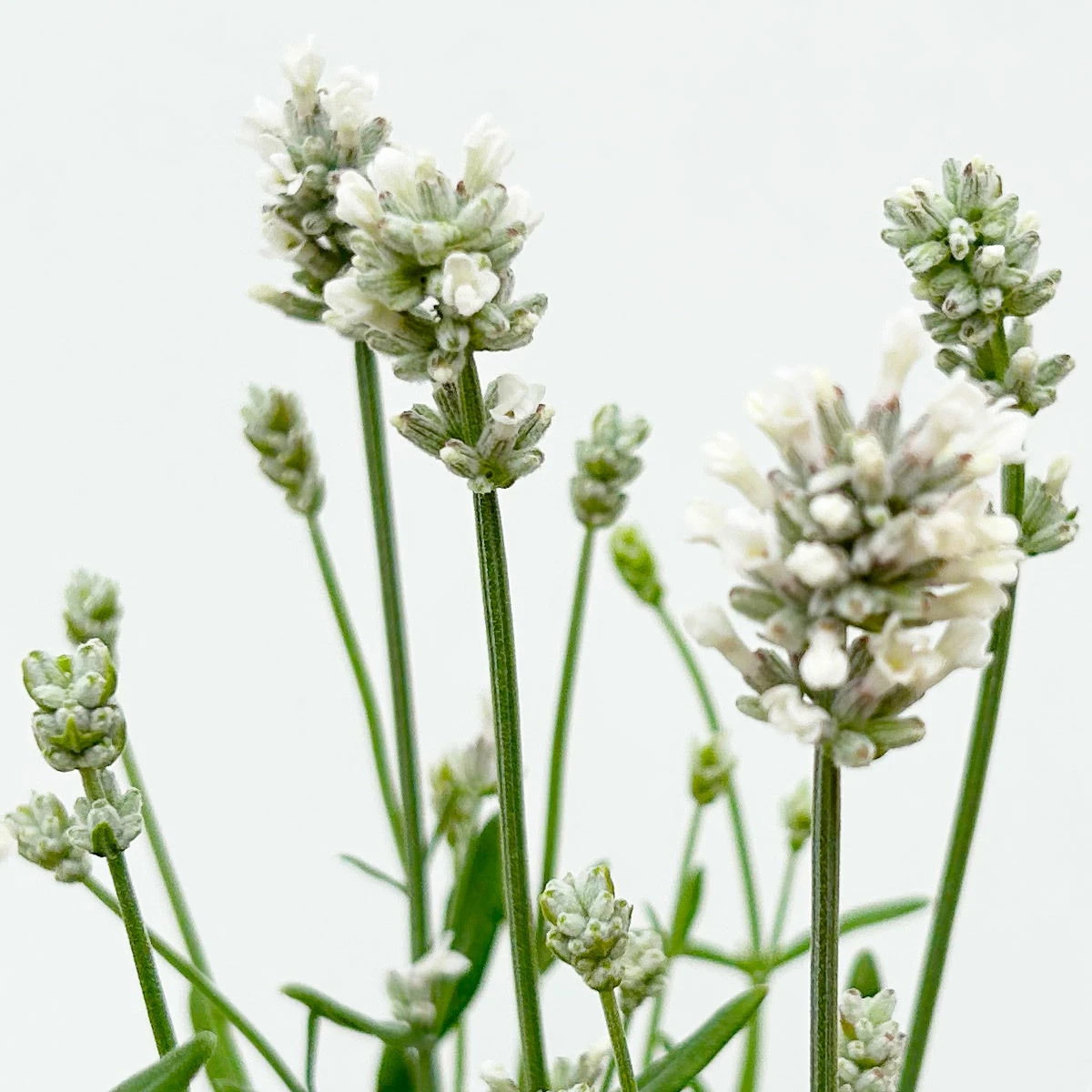 Lavendel 'Alba' Weiß, Topf-Ø 13 Cm, 3er-Set 7 Lavendel 'Alba' Weiß, Topf-Ø 13 Cm, 3er-Set - Image 7