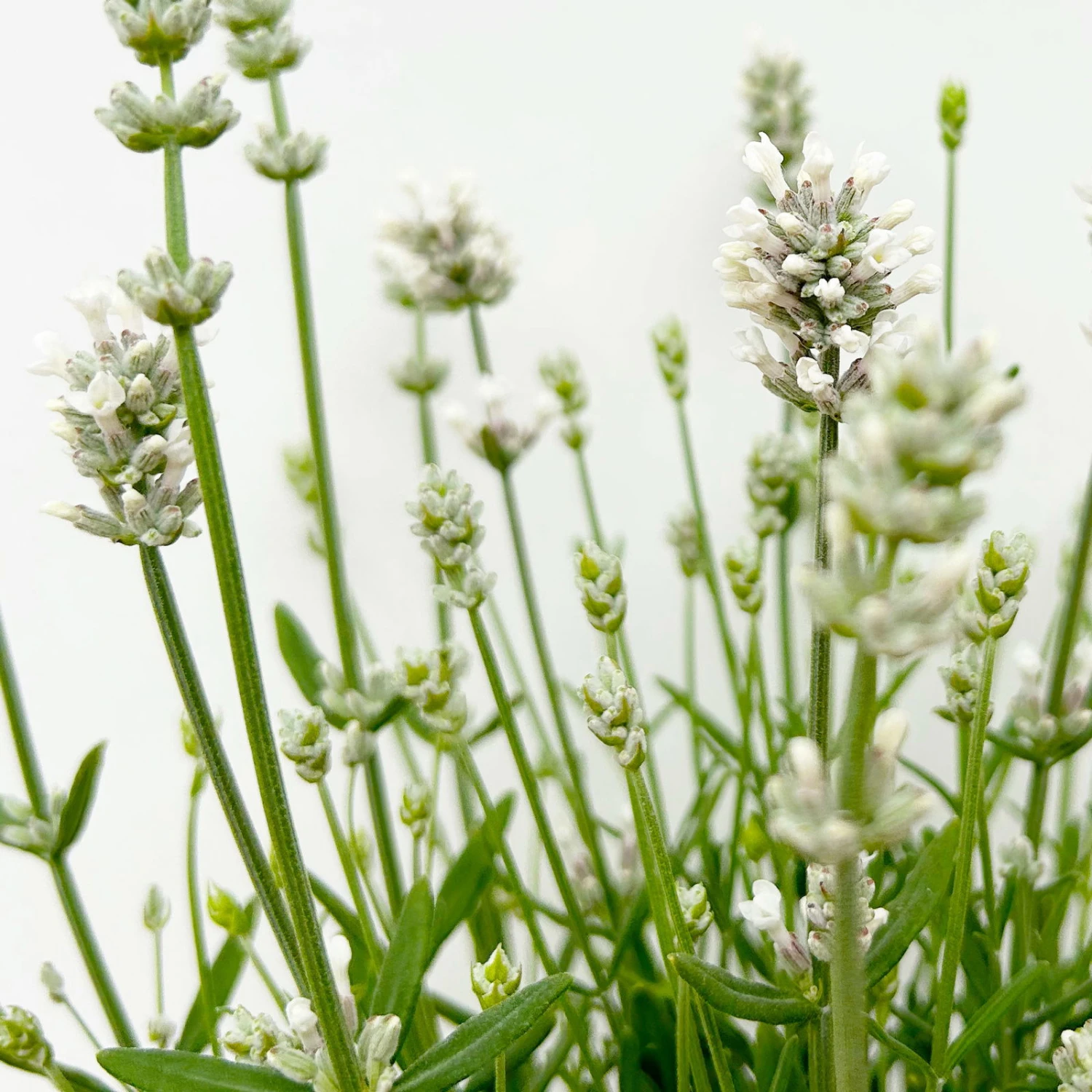 Lavendel 'Alba' Weiß, Topf-Ø 13 Cm, 3er-Set 5 Lavendel 'Alba' Weiß, Topf-Ø 13 Cm, 3er-Set - Image 5