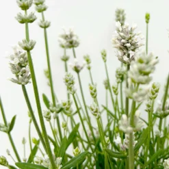Lavendel 'Alba', Weiß, Topf-Ø 13 Cm, 6er-Set -Zimmer & Garten Verkäufe 0319200131 0319200198 Lavendel weiss T13 3er 6er 6 125973