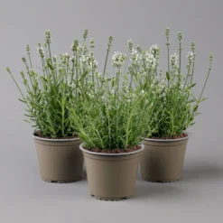 Lavendel 'Alba' Weiß, Topf-Ø 13 Cm, 3er-Set