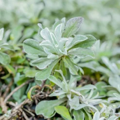 Katzenpfötchen, Rot, Topf-Ø 13 Cm, 6er-Set -Zimmer & Garten Verkäufe 0319200172 Antennaria dioica T13 rot 6er Set 1 126569