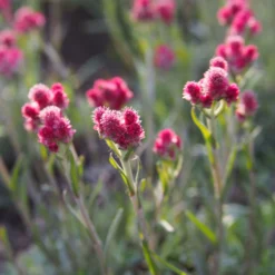 Katzenpfötchen, Rot, Topf-Ø 13 Cm, 6er-Set -Zimmer & Garten Verkäufe 0319200172 Antennaria dioica T13 rot 6er Set 2 126570