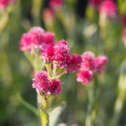 Katzenpfötchen, Rot, Topf-Ø 13 Cm, 6er-Set