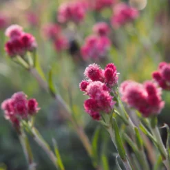 Katzenpfötchen, Rot, Topf-Ø 13 Cm, 6er-Set -Zimmer & Garten Verkäufe 0319200172 Antennaria dioica T13 rot 6er Set 4 126572