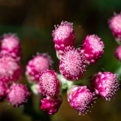 Katzenpfötchen, Rot, Topf-Ø 13 Cm, 6er-Set -Zimmer & Garten Verkäufe 0319200172 Antennaria dioica T13 rot 6er Set 5 126571