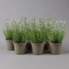 Lavendel 'Alba', Weiß, Topf-Ø 13 Cm, 6er-Set