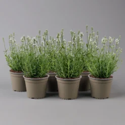 Lavendel 'Alba', Weiß, Topf-Ø 13 Cm, 6er-Set