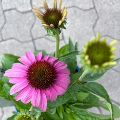 Echinacea Purpurea 'Magnus' Purpurrosa, Topf 3 Liter -Zimmer & Garten Verkäufe 0320104262 Echinacea purpurea Magnus 3Liter purpurrosa 8 126726