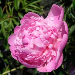 Kölle's Beste Pfingstrose 'Monsieur Jules Elie' Violettrosa, 3 Liter Topf -Zimmer & Garten Verkäufe 0320106404 Paeonia lact Monsieur Jules Elie Cont violettrosa gefuellt 4 112356