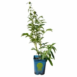 Kölle's Beste Pfingstrose 'Monsieur Jules Elie' Violettrosa, 3 Liter Topf -Zimmer & Garten Verkäufe 0320106404 Paeonia lact Monsieur Jules Elie Cont violettrosa gefuellt 5 112358