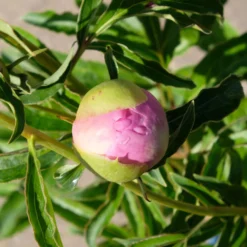 Kölle's Beste Pfingstrose 'Monsieur Jules Elie' Violettrosa, 3 Liter Topf -Zimmer & Garten Verkäufe 0320106404 Paeonia lact Monsieur Jules Elie Cont violettrosa gefuellt 6 112359