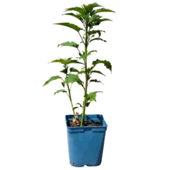 Staudenhibiskus 'My Valentine' Rot, Topf 5 Liter -Zimmer & Garten Verkäufe 0320106791 Hibiscus mosch My Valentine rot 1 112004