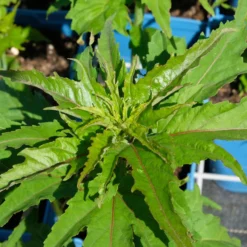 Staudenhibiskus 'My Valentine' Rot, Topf 5 Liter -Zimmer & Garten Verkäufe 0320106791 Hibiscus mosch My Valentine rot 4 112001
