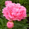 Pfingstrose 'Alexander Fleming' Rosa, Topf 3 Liter