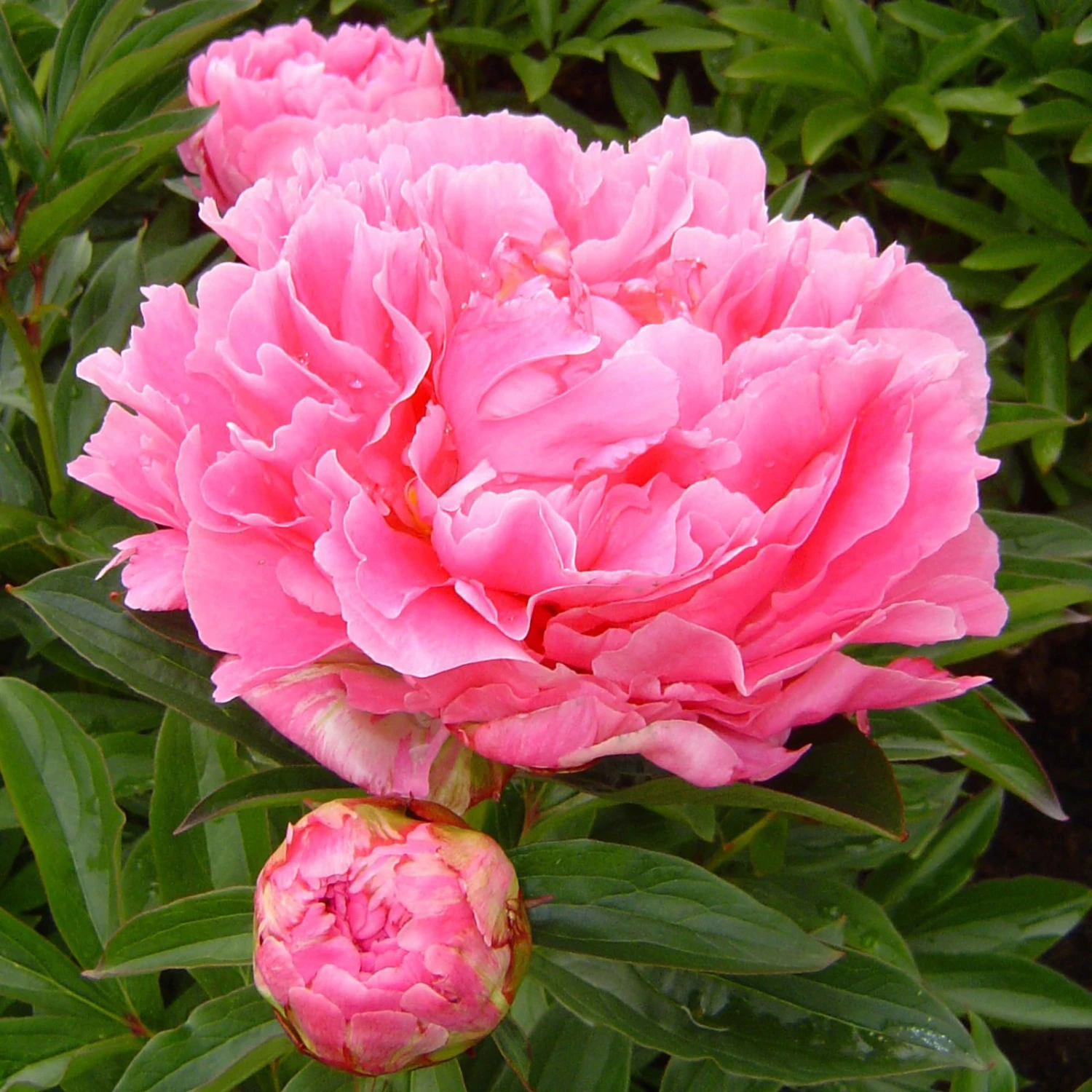 Pfingstrose 'Alexander Fleming' Rosa, Topf 3 Liter 1 Pfingstrose 'Alexander Fleming' Rosa, Topf 3 Liter