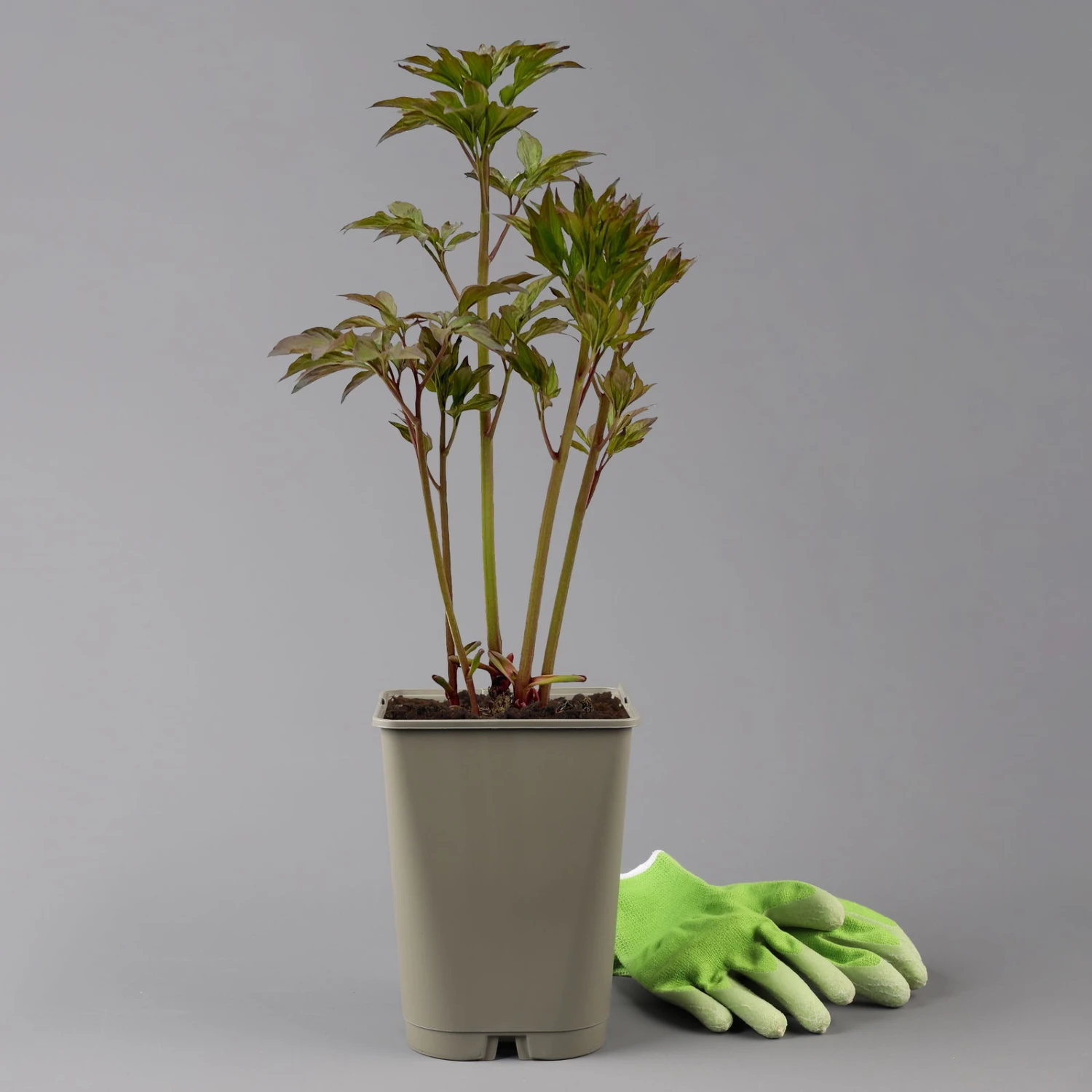 Pfingstrose 'Alexander Fleming' Rosa, Topf 3 Liter 2 Pfingstrose 'Alexander Fleming' Rosa, Topf 3 Liter - Image 2