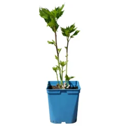 Staudenhibiskus 'Candy Crush' Dunkelrosa, Topf 5 Liter -Zimmer & Garten Verkäufe 0320106812 Hibiscus mosch Candy Crush dunkelrosa 1 112005