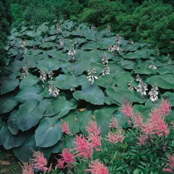 Blaublatt-Funkie 'Elegans' Hellviolett, Topf-Ø 11 Cm, 3er-Set -Zimmer & Garten Verkäufe 0320600083 Hosta sieboldiana Elegans Koelles Beste 11cm Topf 4911