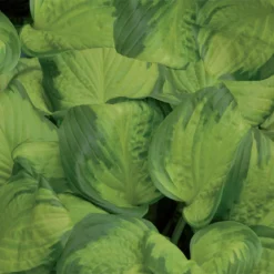 Funkie 'Stained Glass' Hellviolett, Topf-Ø 11 Cm, 3er-Set -Zimmer & Garten Verkäufe 0320600126 Hosta Stained Glass 44355