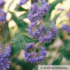 Zimmer & Garten Verkäufe -Zimmer & Garten Verkäufe 0410110266 Caryopteris Grand Blue 1 87691
