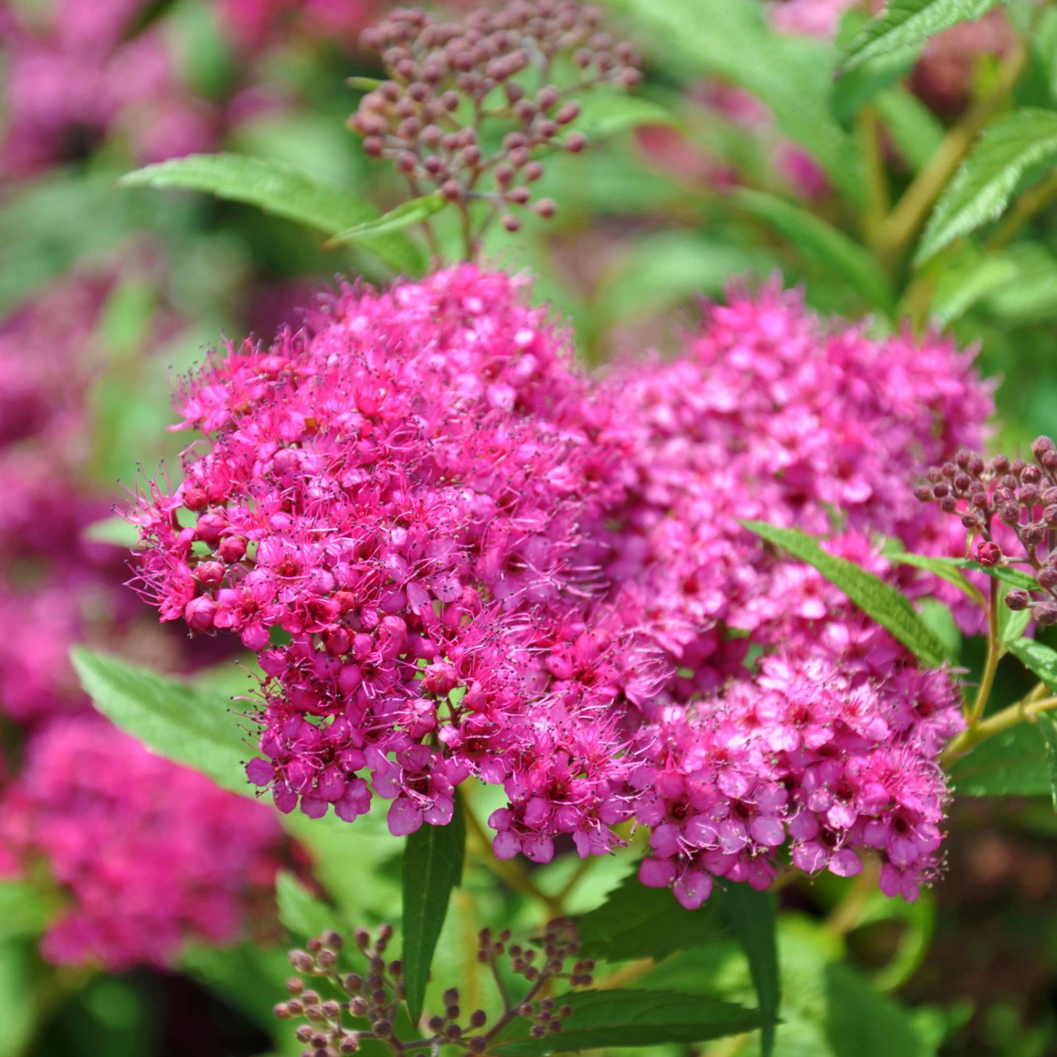 Rote Sommerspiere 'Anthony Waterer', Karminrot, Höhe 30-40 Cm, Im 5 Lt. Topf 1 Rote Sommerspiere 'Anthony Waterer', Karminrot, Höhe 30-40 Cm, Im 5 Lt. Topf