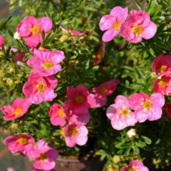 Pinker Fingerstrauch 'Lovely Pink®', Potentilla Fruticosa, Pink, Topf 5 Liter