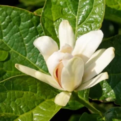 Gewürzstrauch-Set Rot-Weiß, 2er-Set, Höhe 60-80 Cm, Topf 7,5 Liter -Zimmer & Garten Verkäufe 0410112620 Calycanthus Venus Detail Bluete 2 z 119693