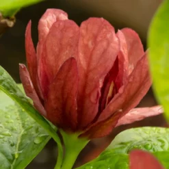 Gewürzstrauch-Set Rot-Weiß, 2er-Set, Höhe 60-80 Cm, Topf 7,5 Liter -Zimmer & Garten Verkäufe 0410112620 Calycanthus raulst Hartlage Wine Detail Bluete 3 z 119695