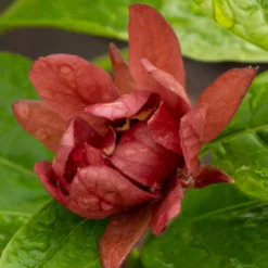 Gewürzstrauch-Set Rot-Weiß, 2er-Set, Höhe 60-80 Cm, Topf 7,5 Liter -Zimmer & Garten Verkäufe 0410112620 Calycanthus raulst Hartlage Wine Detail Bluete z 119694