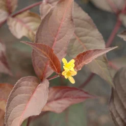 Rotlaubige Amerikanische Weigelie 'Diva'(s), Rot, 4er-Set, Topf 5 Liter -Zimmer & Garten Verkäufe 0410112705 Diervilla splendens Diva 4er Set 040060 Co5lt 1 119766