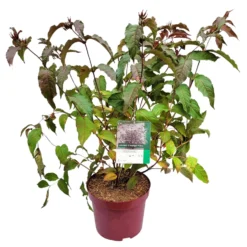 Rotlaubige Amerikanische Weigelie 'Diva'(s), Rot, 4er-Set, Topf 5 Liter